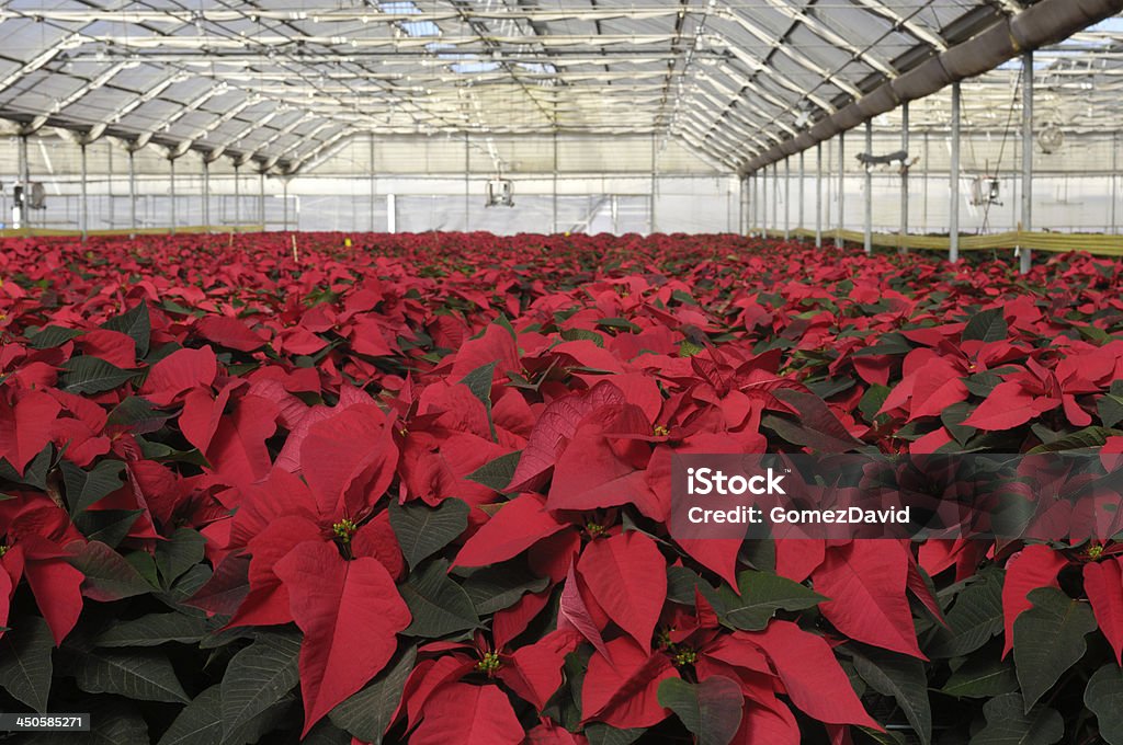 Rosso Poinsettias crescita in serra - Foto stock royalty-free di Ambientazione interna