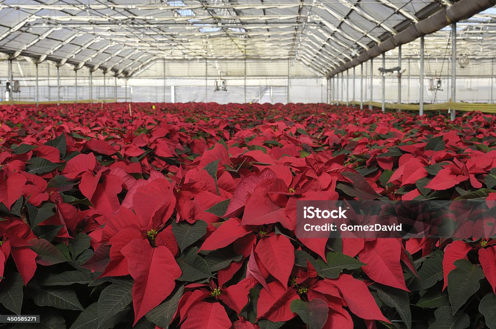 Vermelho Poinsettias crescente canteiros flores em estufa - Royalty-free Bico-de-papagaio Foto de stock