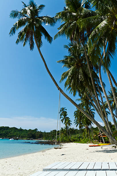 istock Tropical beach with coconut palm trees 450586311
