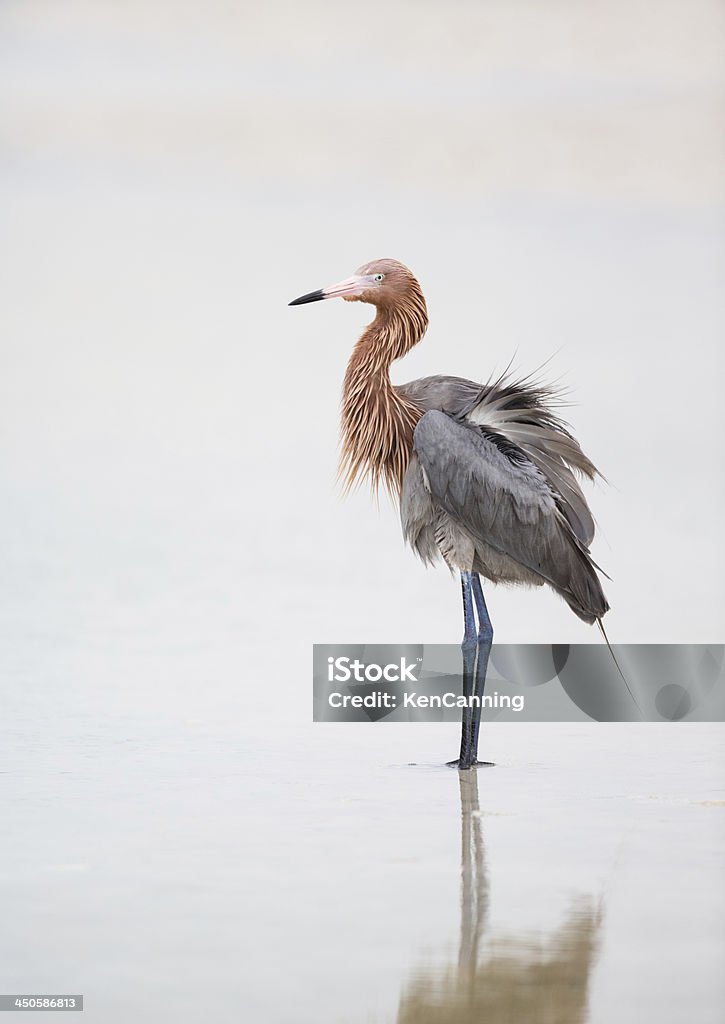 Reddish Egret Reddish Egret   Animal Stock Photo