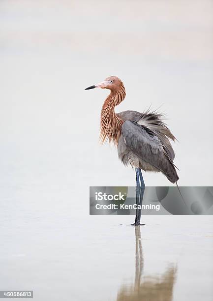 Reddish Egret Stock Photo - Download Image Now - Animal, Animal Behavior, Animal Wildlife