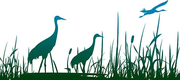 Vector illustration of Three crowned cranes in a marshy area with one flying