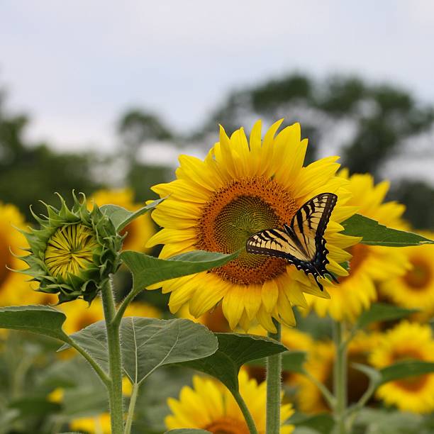 istock Sunflower Blossoms with Butterfly 450591961