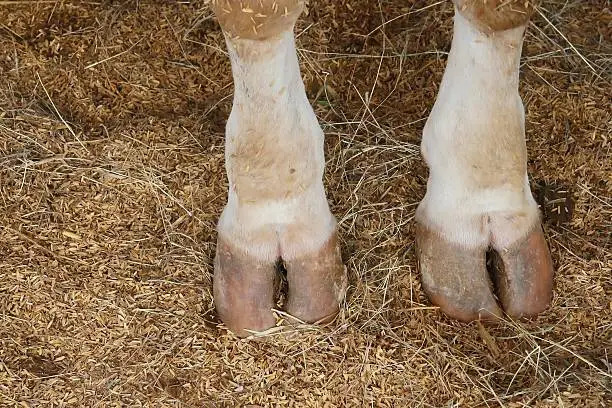 Photo of Hoof feet