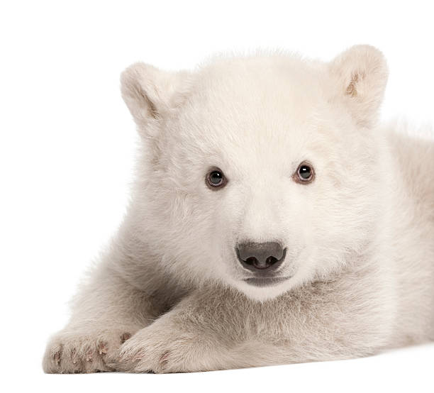 istock Polar bear cub, Ursus maritimus, 3 months old 450592183