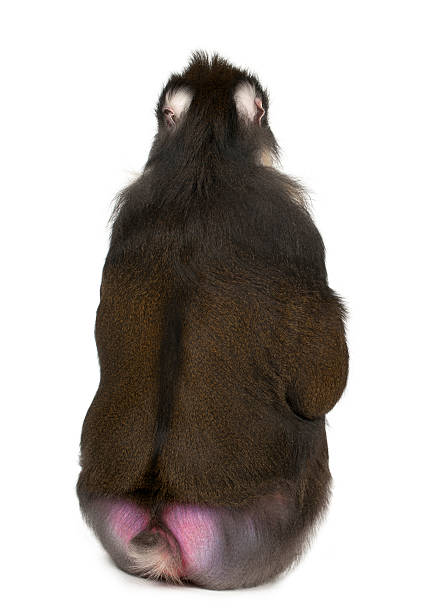 Mantelpavian / Hamadryas Baboon / Papio hamadryas