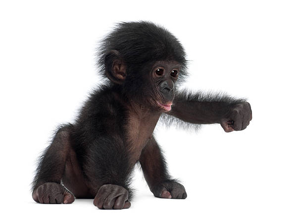 Baby bonobo, Pan paniscus, 4 months old