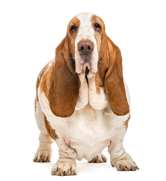 istock Basset Hound standing and looking at the camera 450592353