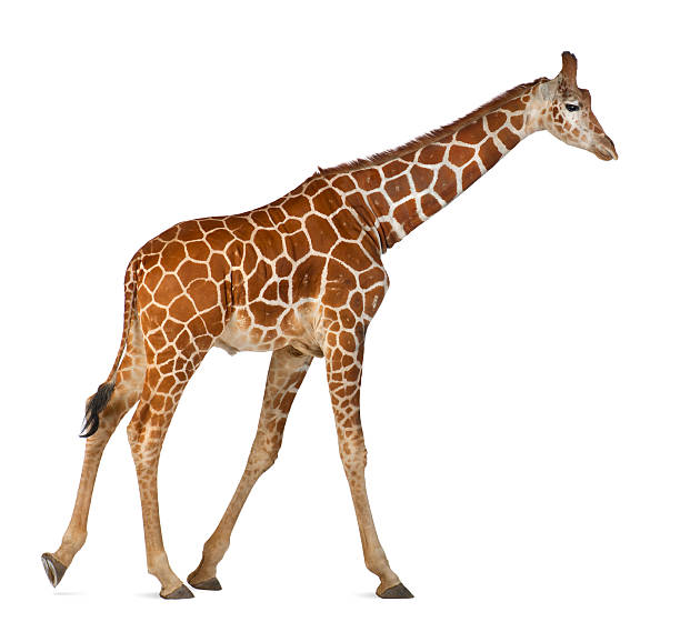 comunemente noto come giraffa reticolata, giraffa camelopardalis - reticulated giraffe foto e immagini stock