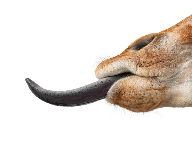 Closeup of giraffe snout with it's tongue protruding Somali Giraffe, commonly known as Reticulated Giraffe, Giraffa camelopardalis reticulata, 2 and a half years old close up against white background animal tongue stock pictures, royalty-free photos & images