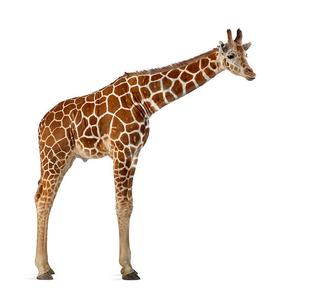 istock commonly known as Reticulated Giraffe, Giraffa camelopardalis 450592377