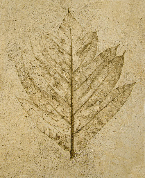 istock Imprint of leaf on cement floor background 450592487