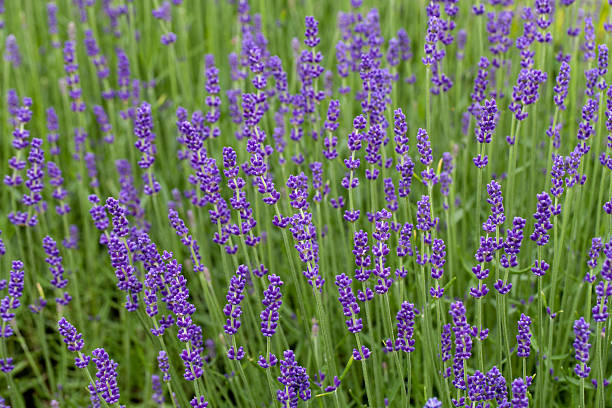 Gardens with the flourishing lavender