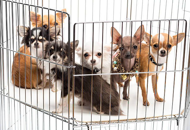 istock Chihuahuas in cage against white background 450592991