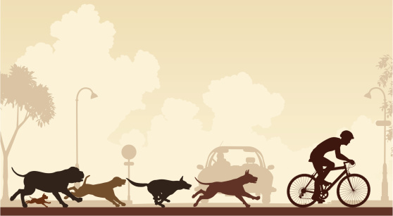 Editable vector illustration of dogs chasing a cyclist along a street