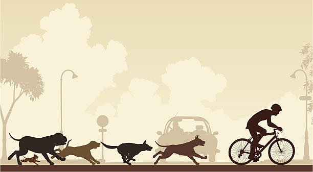 Dogs chasing cyclist vector art illustration