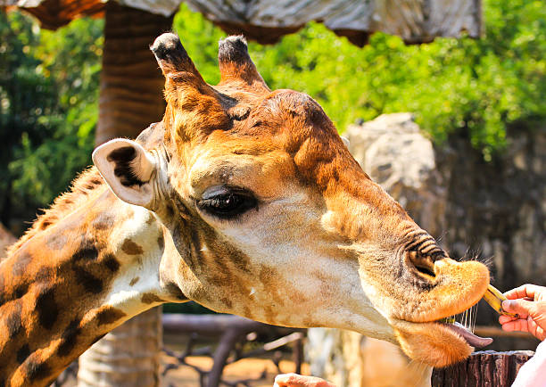 istock People feed a giraffe in zoo. 450593453