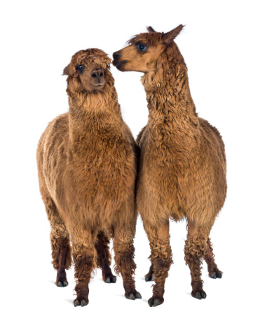 Alpaca whispering at another Alpaca's ear against white background