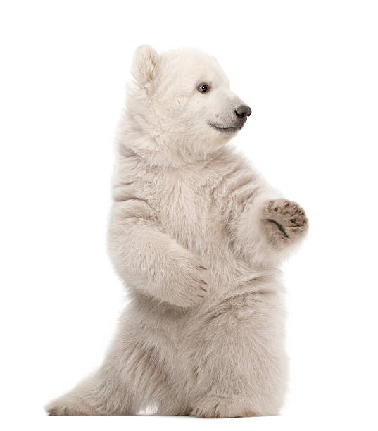 niedźwiedź polarny młode, ursus maritimus, 3 miesięcy - polar bear young animal cub isolated zdjęcia i obrazy z banku zdjęć