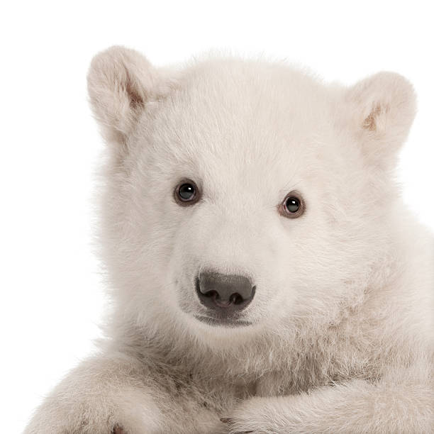 istock Polar bear cub, Ursus maritimus, 3 months old 450594211