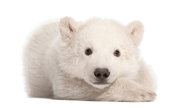 istock Polar bear cub, Ursus maritimus, 3 months old 450594225
