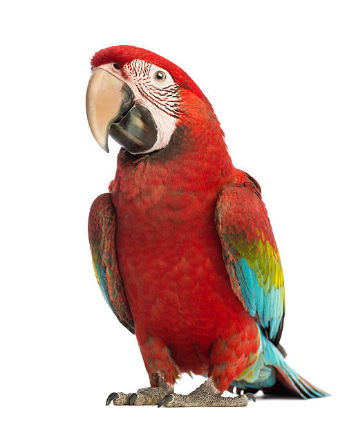 istock Green-winged Macaw, Ara chloropterus, 1 year old 450594249