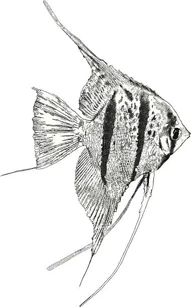 Vector illustration of Angel Fish