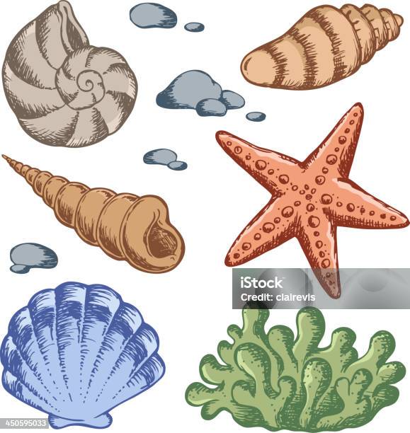 Animals Shells Drawing.pdf Sea Shells Drawings 1 Stock Illustration - Download Image Now - Animal ...