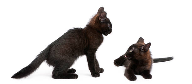 istock Two black kittens playing together in front of white background 450595913