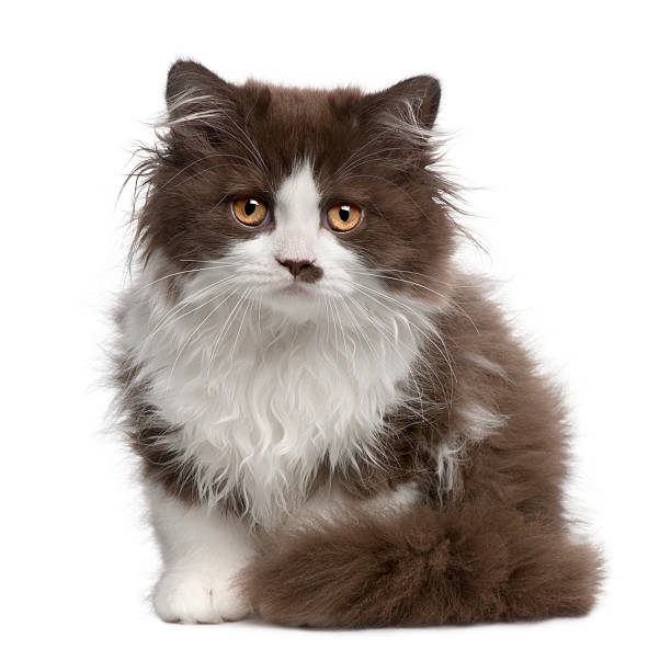 istock British Longhair kitten, 3 months old 450596029