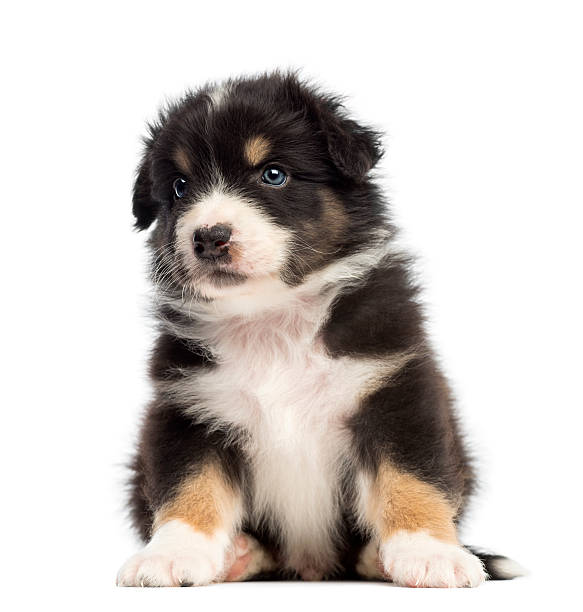 istock Australian Shepherd puppy, 1 months and 3 days old 450596089