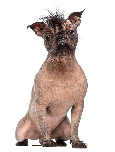 Hairless Mixed-breed dog, mix between a French bulldog Hairless Mixed-breed dog, mix between a French bulldog and a Chinese crested dog, sitting and looking at the camera in front of white background ugly dog stock pictures, royalty-free photos & images