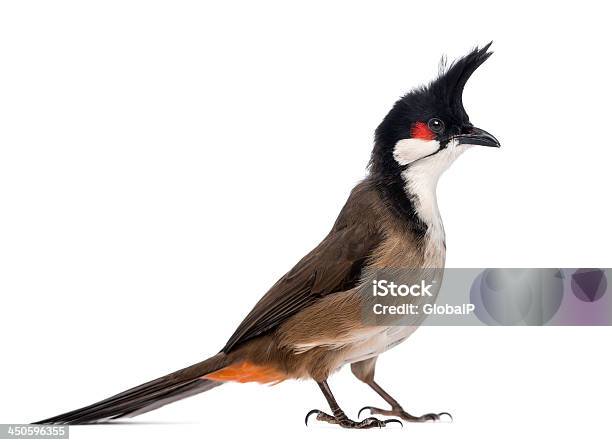 Side View Of A Redwhiskered Bulbul Pycnonotus Jocosus Stock Photo -  Download Image Now - iStock