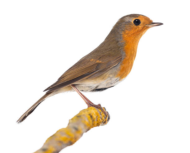 istock European Robin perched on a branch - Erithacus rubecula 450596389