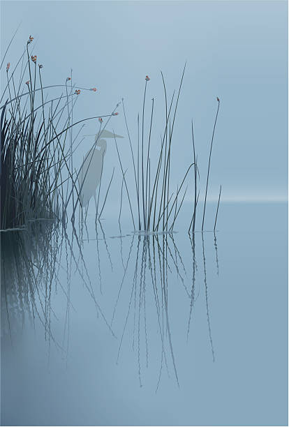Mist on Lake-1 Mist on lake in the morning with a Blue Grand Heron blue heron stock illustrations
