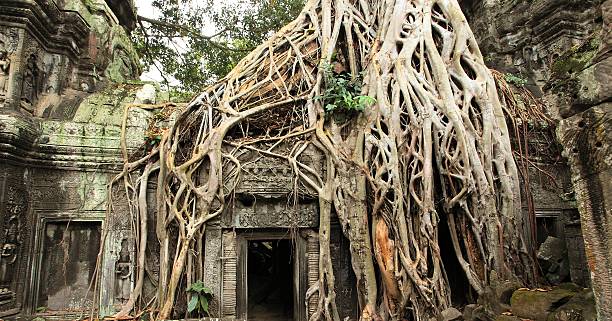 istock Huge trees in the Angkor Wat 450596973