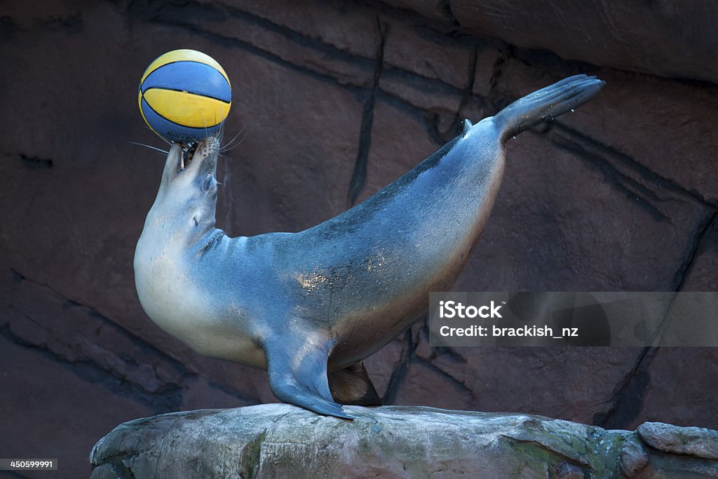 Seal A seal balancing a ball on it's nose.   Animal Tricks Stock Photo