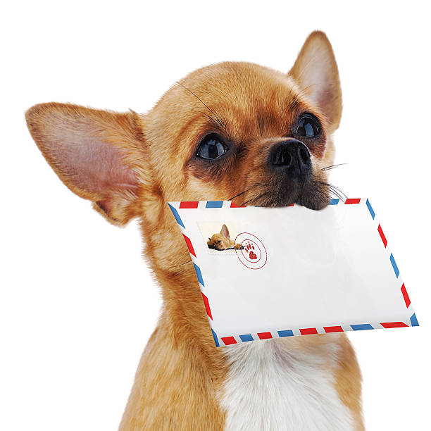 istock Red chihuahua dog with post envelope isolated on white 450602335
