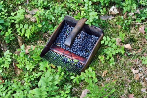 Comb  machine to collect the berries blueberries