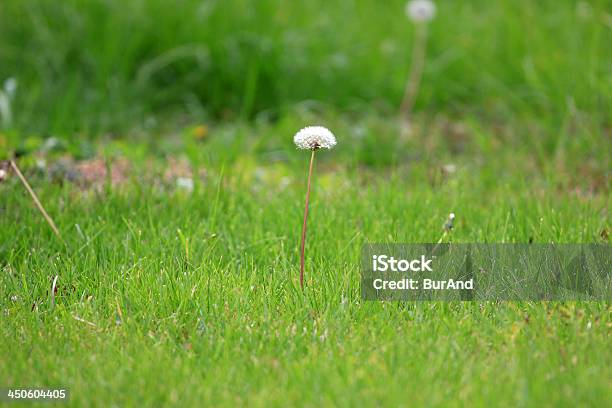 Grassy Land Stockfoto und mehr Bilder von Abstrakt - Abstrakt, Anzünden, Beleuchtet