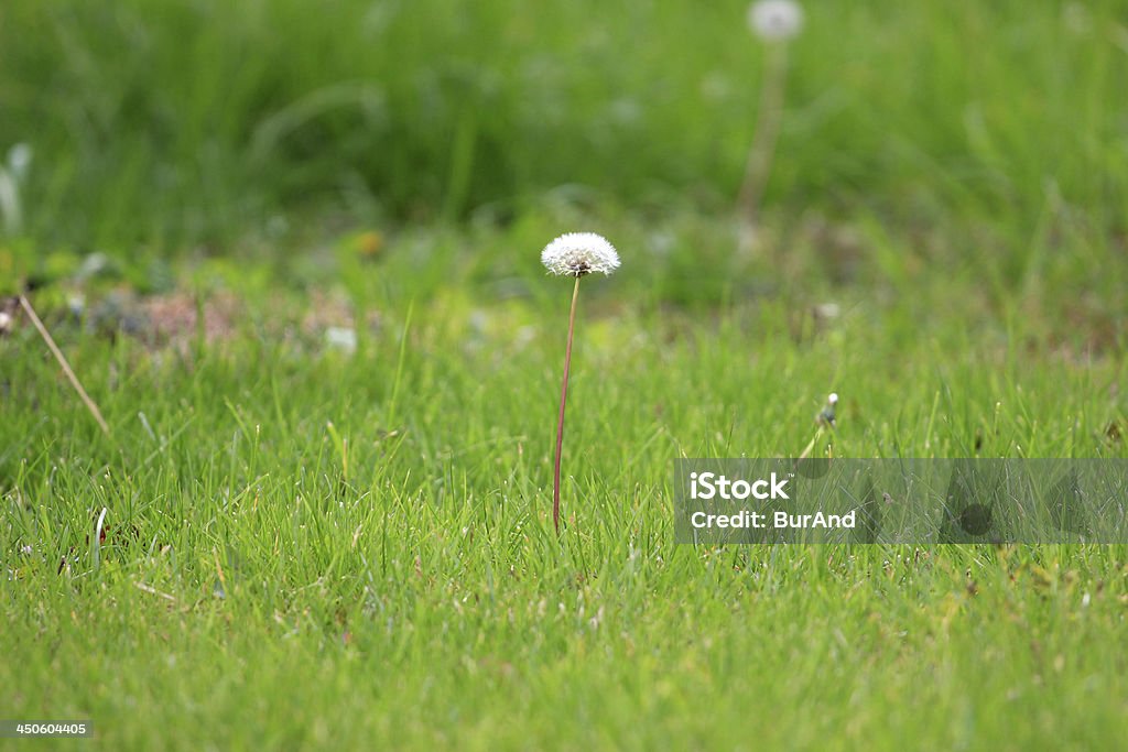 Grassy Terra - Royalty-free Abstrato Foto de stock