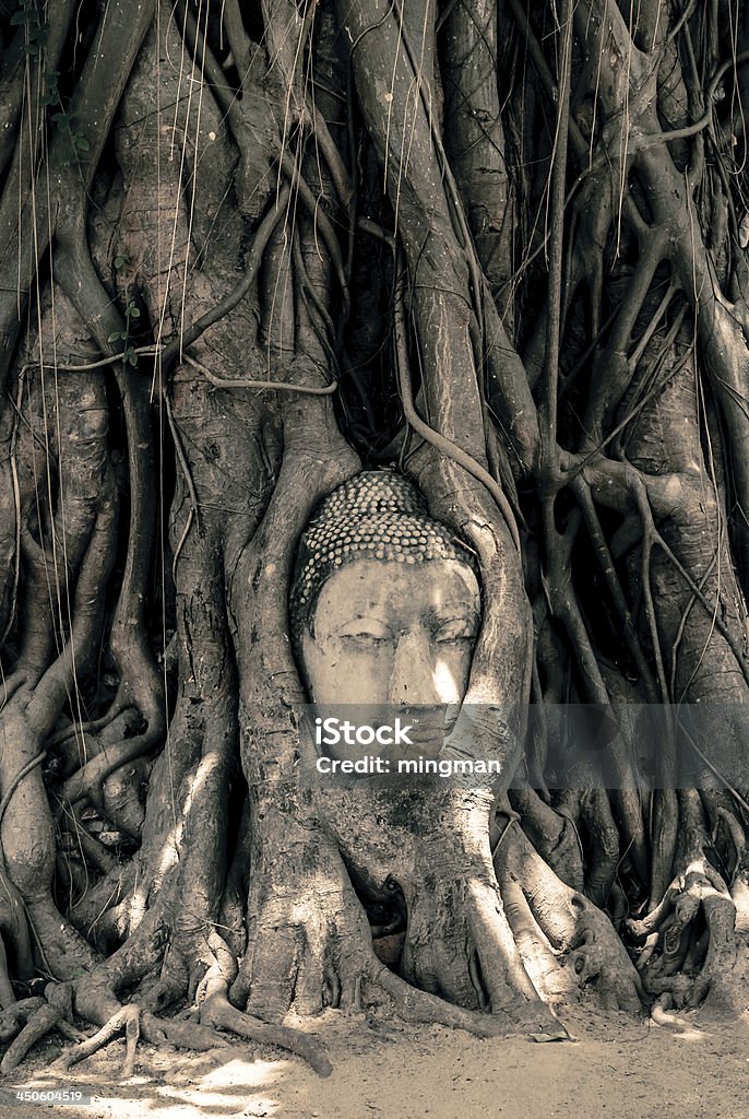 Buddha Head Surrounded by Roots Ancient Civilization Stock Photo