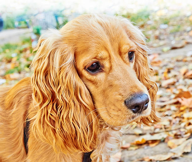 istock Portrait of a peach-colored cocker spaniel dog 450604705
