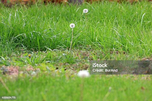 Grassy Land Stock Photo - Download Image Now - Abstract, Agricultural Field, Backgrounds