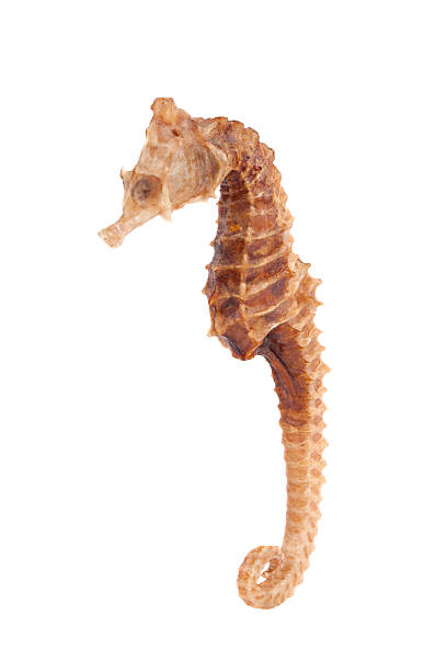 Seahorse Isolated Seahorse (or Sea Dragon) seadragons photos stock pictures, royalty-free photos & images