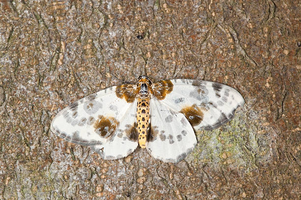istock Clouded magpie, abraxas sylvata on wood, macro photo 450605187