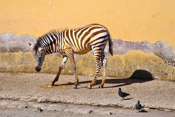 A zebra in the company of two birds.