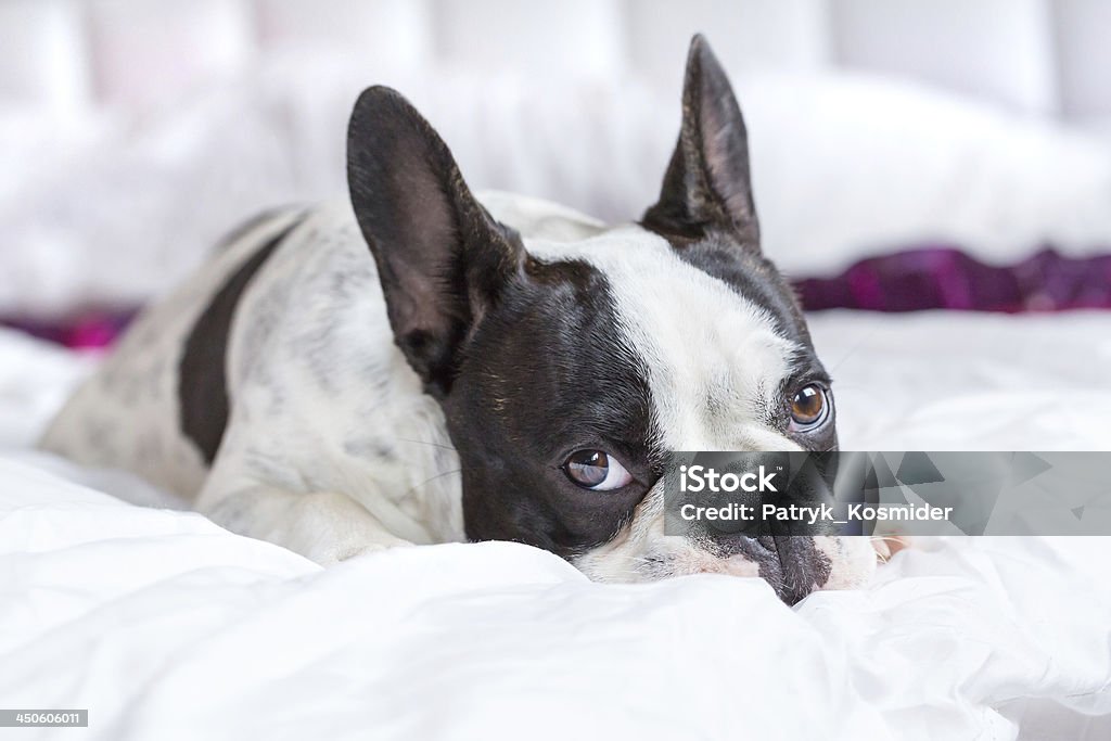 French bulldog on the bed French bulldog puppy lying on the bed Animal Stock Photo