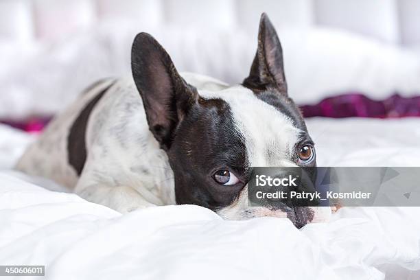 French Bulldog On The Bed Stock Photo - Download Image Now - Animal, Animal Body Part, Animal Ear