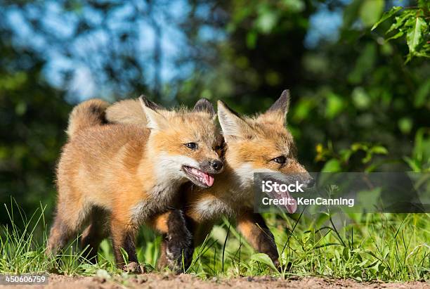 Red Fox Kits Spielen Stockfoto und mehr Bilder von Fuchs - Wildhund - Fuchs - Wildhund, Rennen - Körperliche Aktivität, Rotfuchs